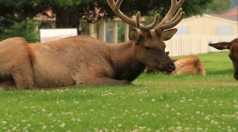 Bull elk chews cud while lying down with herd in Yellowstone Park 스톡 동영상 8850865