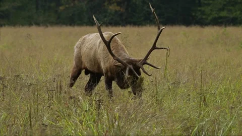 Bull Elk Clearing a Spot For Bedding Down In Field Stock Footage 296252474