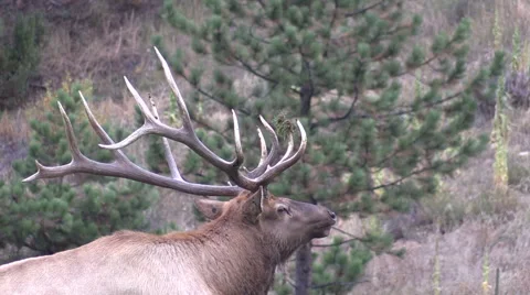 Bull  Elk Close Up Vídeos de archivo 42394233