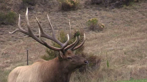 Bull  Elk Close Up Vídeos de archivo 42639217