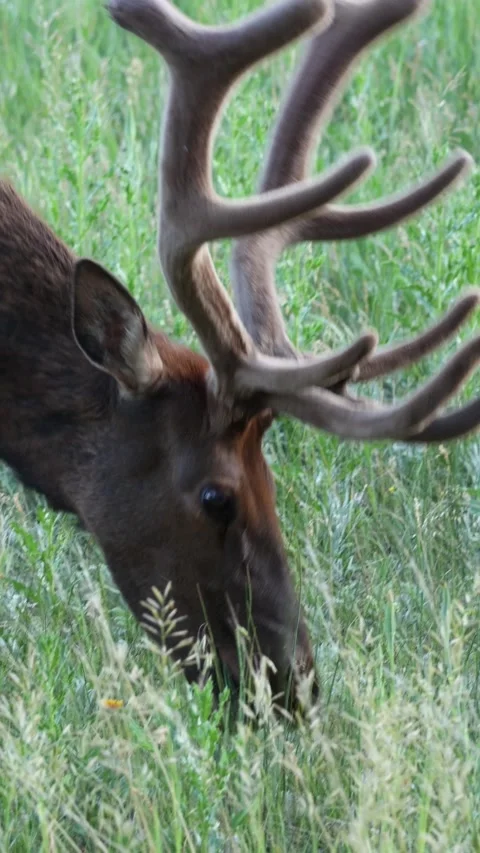 Bull Elk, close up Stock Footage 339975722