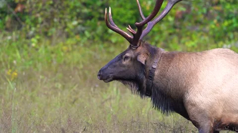 Bull Elk Closeup Stock Footage 211524621