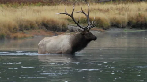 Bull Elk Crossing River Stock Footage 56798902