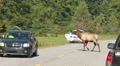 Bull Elk Crossing Road 1 HD Footage