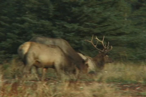 Bull Elk Departs Stock Footage