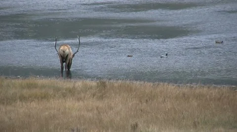 Bull Elk Drinking Stock Footage 12502636