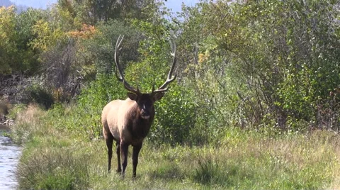 Bull  Elk Drinking Vidéo 42310030