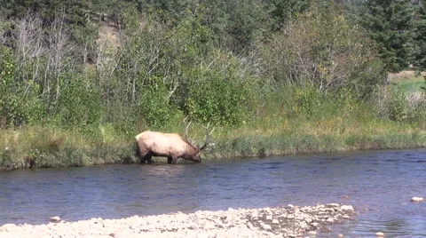 Bull  Elk Drinking in River Vídeos de archivo 42238852