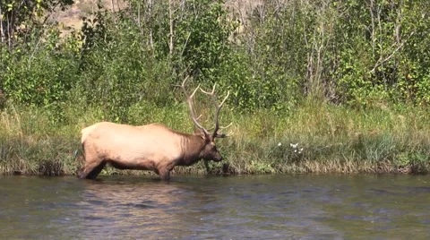 Bull  Elk Drinking in river Vídeos de archivo 42281736