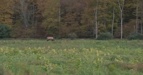 Bull Elk eating in field Stock Footage 254277953