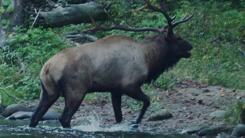 Bull Elk Exiting Stream Bugling Stock Footage 266060994