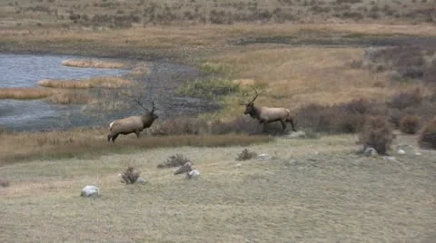 Bull Elk Facing Off Stock Footage 12503450