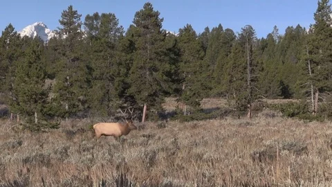 Bull  Elk in the Fall Rut Vídeos de archivo 80644193