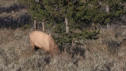 Bull Elk in the Fall Rut Stock Footage