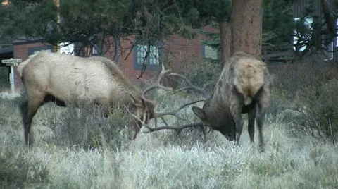Bull Elk Fighting Stock-Footage 12756948