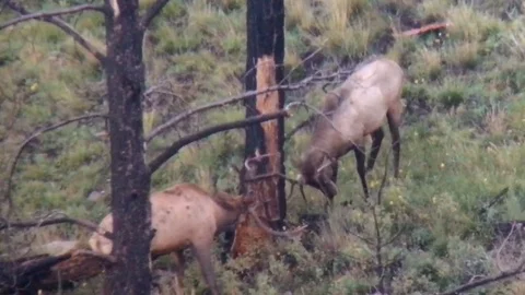 Bull Elk Fighting Stock Footage 95767199