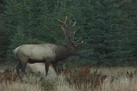 Bull Elk Video stock 68020