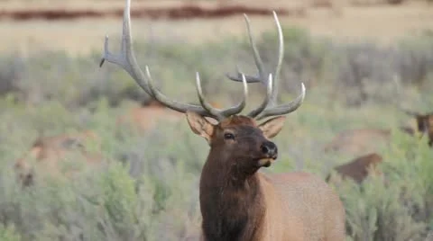 Bull elk Video stock 12346150