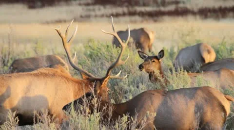 Bull elk Stock-Footage 12346186