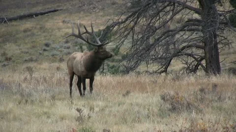 Bull Elk Stock-Footage 12452897