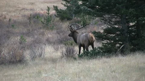 Bull Elk Vídeos de archivo 12530676