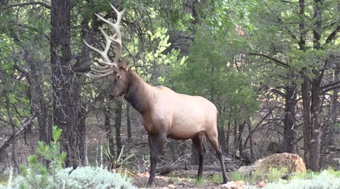 Bull Elk Stock-Footage 27799930