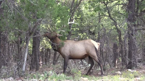Bull Elk Vídeos de archivo 27871898