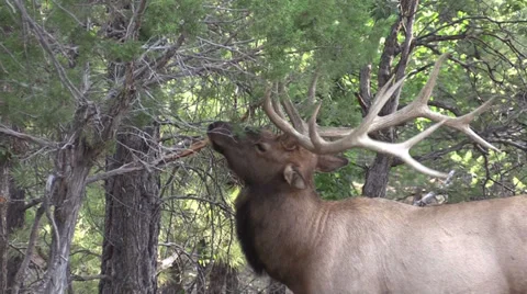Bull Elk Vídeos de archivo 27872097