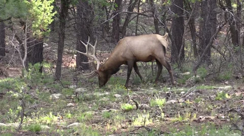 Bull Elk Vídeos de archivo 29155632