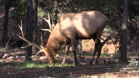Bull Elk Vídeos de archivo 29163349