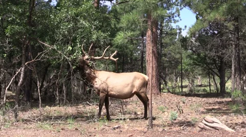 Bull  Elk Vídeos de archivo 29666406
