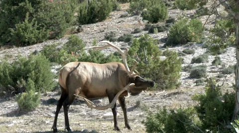 BULL ELK Stock Footage 29889197