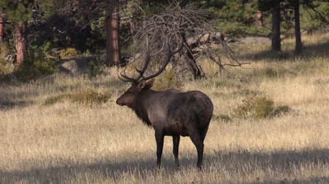 Bull  Elk Vídeos de archivo 42237521