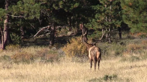 Bull  Elk Vídeos de archivo 42237607