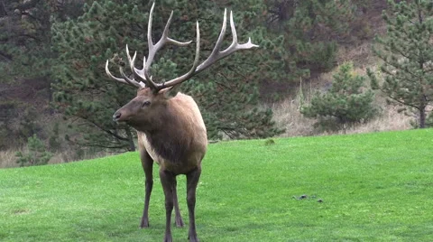 Bull  Elk Vídeos de archivo 42621728