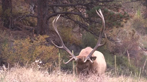 Bull  Elk Vídeos de archivo 42679790