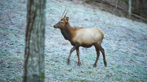 Bull Elk Stock Footage 58112146