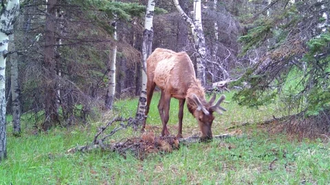Bull Elk Foraging in the Spring Forest – 4K Trail Camera Wildlife Footage Vid 1 Stock Footage 311729359