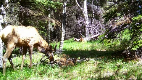 Bull Elk Foraging in the Spring Forest – 4K Trail Camera Wildlife Footage Vid 2 Stock Footage 311729363