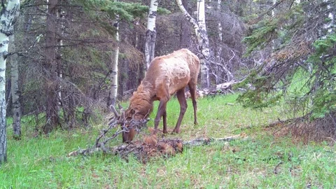 Bull Elk Foraging in the Spring Forest – 4K Trail Camera Wildlife Footage Vid 3 Stock Footage 311729367