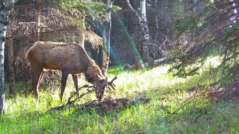 Bull Elk Foraging in the Spring Forest – 4K Trail Camera Wildlife Footage Vid 4 Stock Footage 311729368