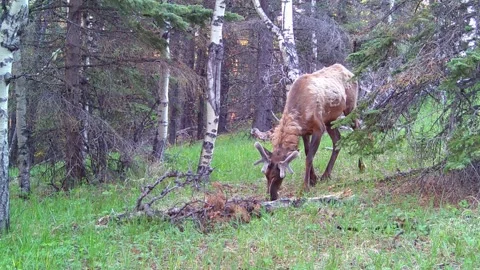 Bull Elk Foraging in the Spring Forest – 4K Trail Camera Wildlife Footage Vid 5 Stock Footage 311729369