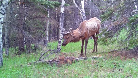 Bull Elk Foraging in the Spring Forest – 4K Trail Camera Wildlife Footage Vid 6 Stock Footage 311729440