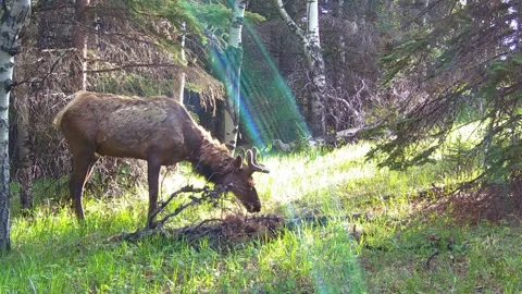 Bull Elk Foraging in the Spring Forest – 4K Trail Camera Wildlife Footage Vid 7 Stock Footage 311729441