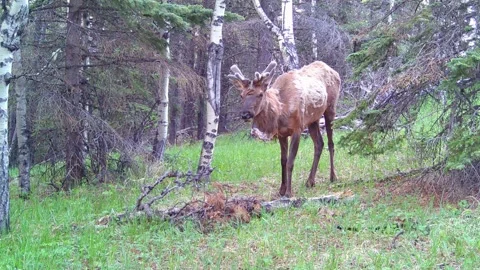 Bull Elk Foraging in the Spring Forest – 4K Trail Camera Wildlife Footage Vid 8 Stock Footage 311729442