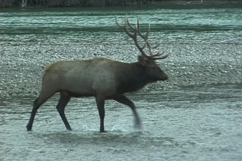 Bull Elk Fords River  (1 of 2) Stock Footage