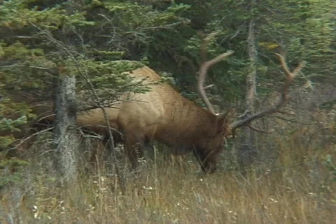 Bull Elk Grazing Stock Footage