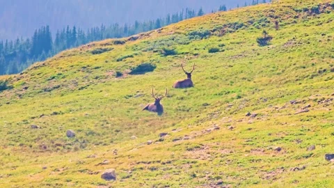 Bull elk lying in high mountain grassland with antlers visible, surrounded by Stock Footage 343947139