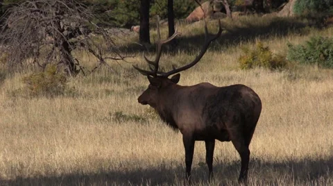 Bull  Elk in Meadow Stock-Footage 42239084
