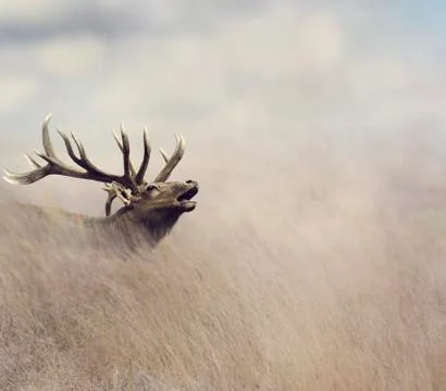 Bull Elk Stock Photos
